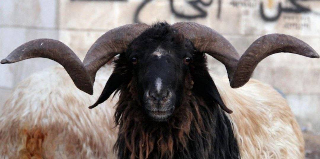 مەڕ کێشە دەخاتە نێوان سوریا و عێراقەوە؛ ململانێی "تەندروستی و ئابووری" لەسەر هەناردەی "عەواس"
